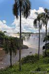 Palmeras en el circuito inferior, Puerto Iguazu Cataratas, Argentina.
