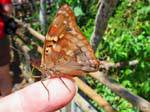 Mariposa Otoño aterrizó en un dedo, Puerto Iguazu Cataratas, Argentina.