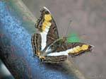 Una de las muchas mariposas que habitan en el lugar, Cataratas Puerto Iguazú, Argentina.