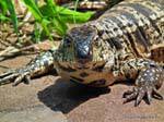 Jefe Tegu Lagarto Overo o, Puerto Iguazú, Argentina.