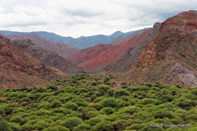 La vegetación de las colinas, Quebrada de las Conchas - Argentina