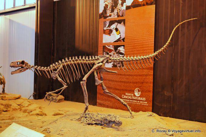Esqueleto agresivo, dinosaurio Museo de Ciencias Naturales, Ischigualasto - Argentina