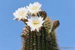 Flores de cactus en frente de la Estación de Policía, Ischigualasto, Argentina.