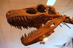Dientes de dinosaurios de Sharp, Ischigualasto, Museo de Ciencias Naturales, Argentina.