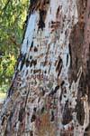 Tronco de árbol marcado, San Agustín de Valle Fértil, Argentina.