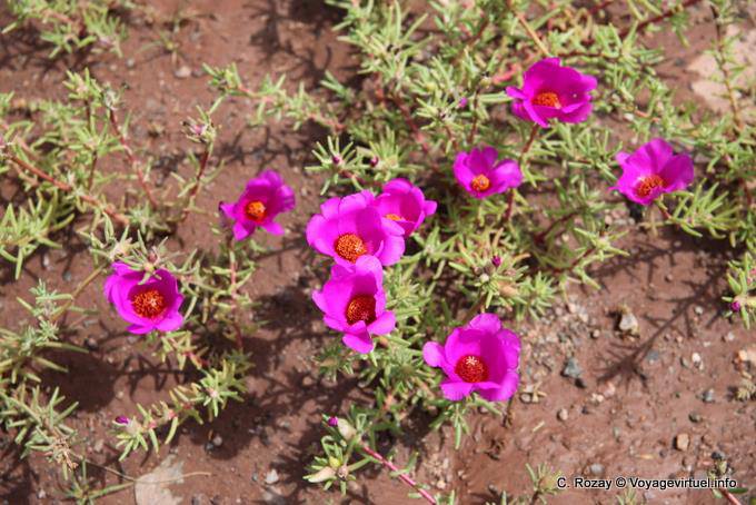 Flores en el desierto entre San Juan y Chepes - Argentina