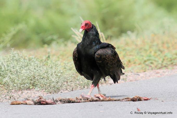 Buitre visto entre Chepes y San Juan - Argentina