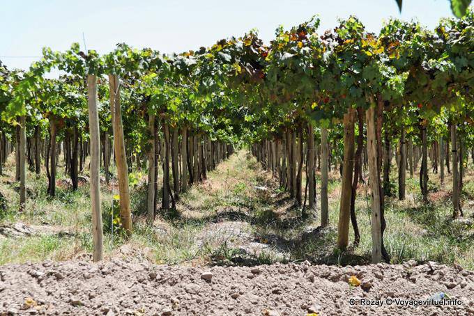 Vides en altura entre Chepes y San Juan - Argentina