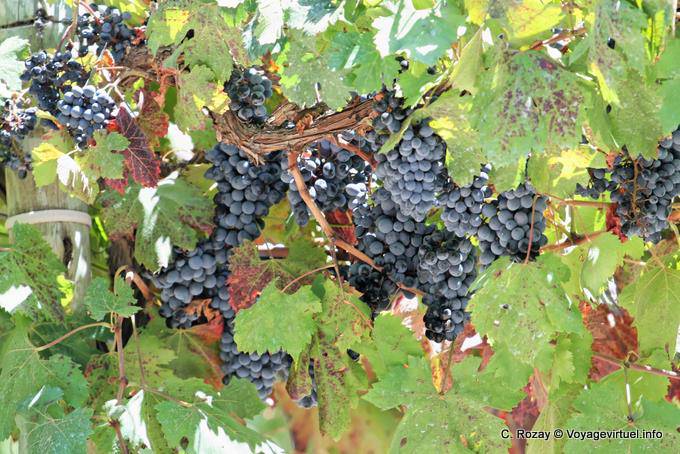 Viñedos argentinos entre Chepes y San Juan - Argentina