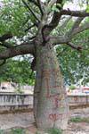Palo Borracho, árbol, La Rioja, Argentina.