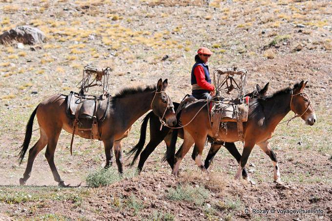 Cavalier con sus caballos, Ruta 7 Los Penitentes - Argentina