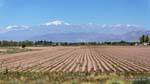 Campo cultivado Andes Ruta 7 Mendoza, Argentina.