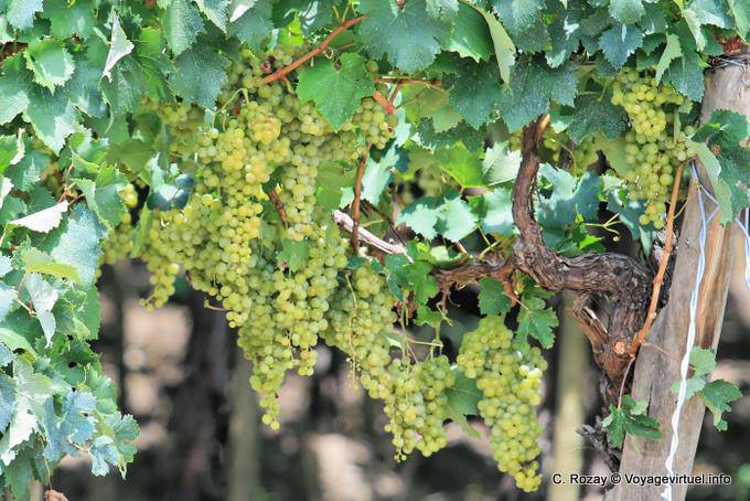 Un viñedo a Cafayate - Argentina