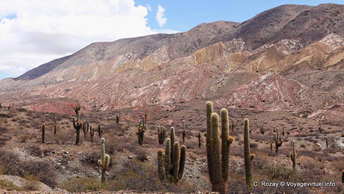 Roca y cactus, entre Payogasta Piedra del Molino y - Argentina