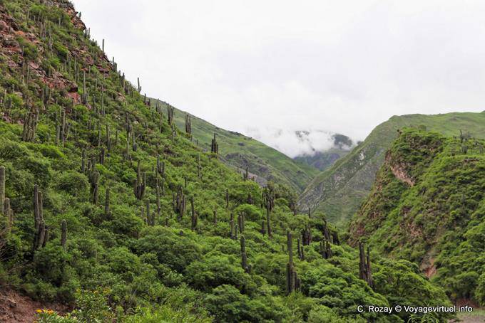 Candelabro en el verde, Quebrada El Carril antes de Escoipe - Argentina