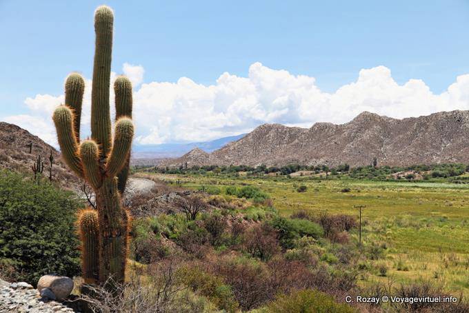 Paisaje detrás de cactus, Ruta 40 entre Seclantás y Cachi - Argentina