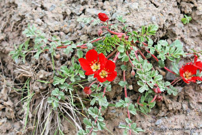 Flores en roca, Valle Encantada - Argentina