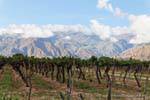 Cafayate viñedos frente de la montaña, Argentina.