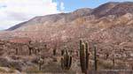 Roca y cactus, entre Payogasta Piedra del Molino y, Argentina.