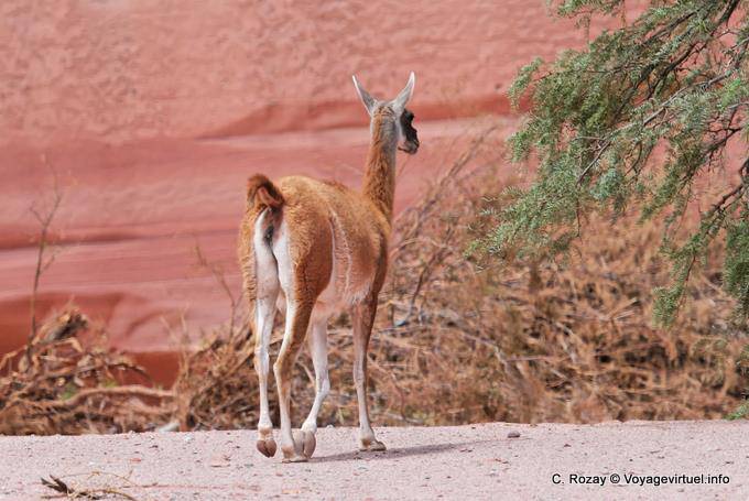 Guanaco detrás Talampaya - Argentina