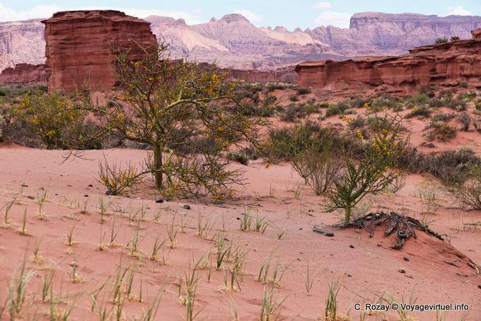 Vegetación apoyar el aliento de Zonda, Talampaya - Argentina
