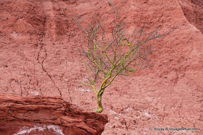 Arbusto sobrevivir en el cañón de Talampaya - Argentina