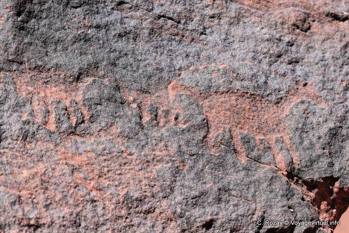 Petroglifos animales Talampaya - Argentina