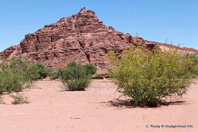Arbustos en flor en el desierto, Talampaya - Argentina