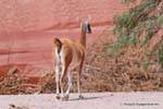 Guanaco detrás Talampaya, Argentina.