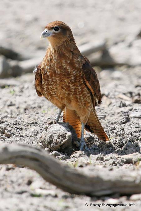 Espera Raptor, Ushuaia - Argentina