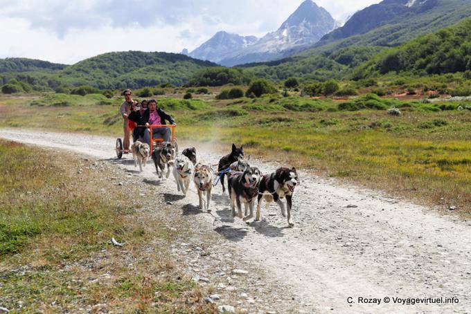 Los perros que tiran de un trineo con ruedas, Ushuaia - Argentina