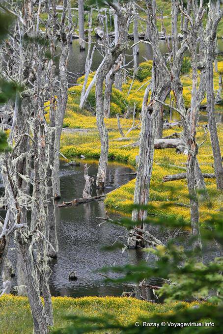 Surrealista, Larsiparsahk, Ushuaia - Argentina
