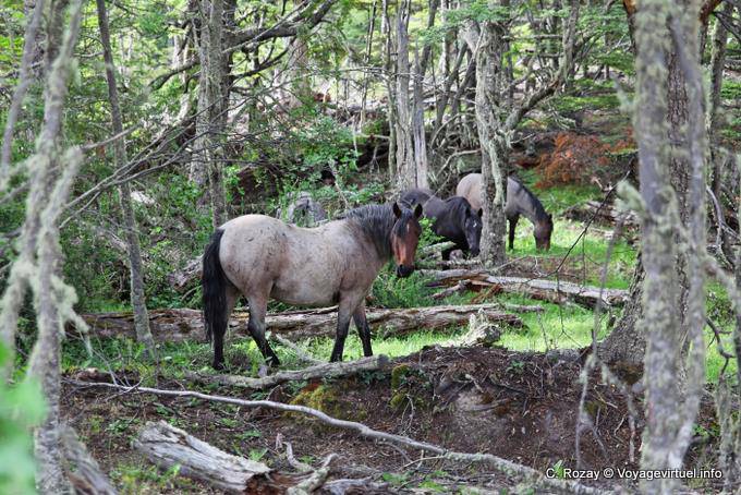 Caballos salvajes, J Road, Ushuaia - Argentina