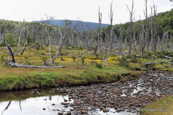 Bosque muerto, Río Larsiparsahk, Ushuaia - Argentina