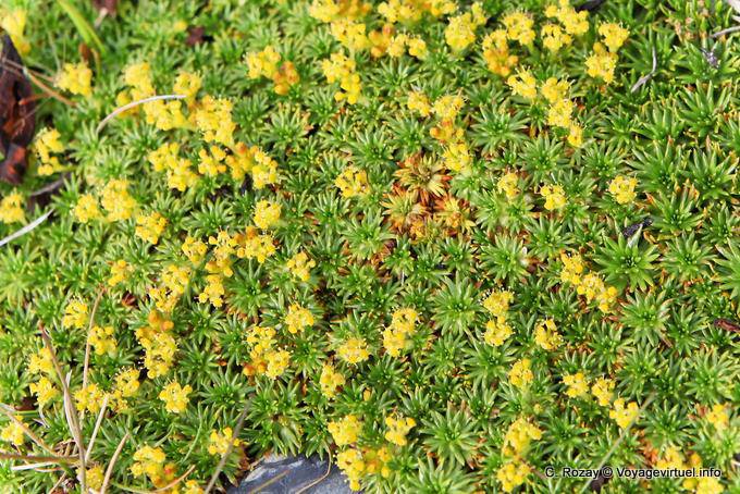 Vegetación patagónica, Ushuaia - Argentina