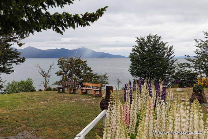 Los bancos y los altramuces, Ushuaia Lago Fagnano - Argentina