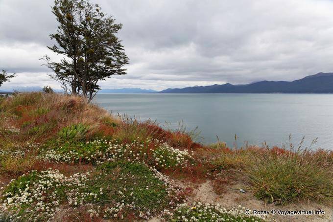 La floración en las orillas del lago, Lago Fagnano Ushuaia - Argentina