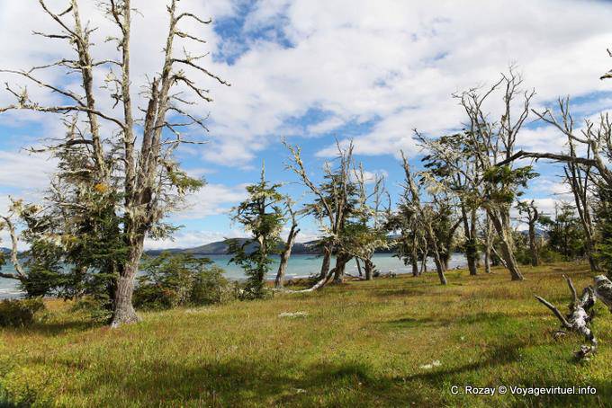 Líquenes sobre árboles del lago, Lago Yehuin Ushuaia - Argentina