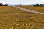 Alfombra de flores amarillas, Estancia Rivadavia, Ushuaia, Argentina.