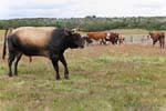 Hermoso toro, Estancia Rivadavia, Ruta Provincial H, Ushuaia, Argentina.