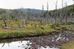 Bosque muerto, Río Larsiparsahk, Ushuaia, Argentina.