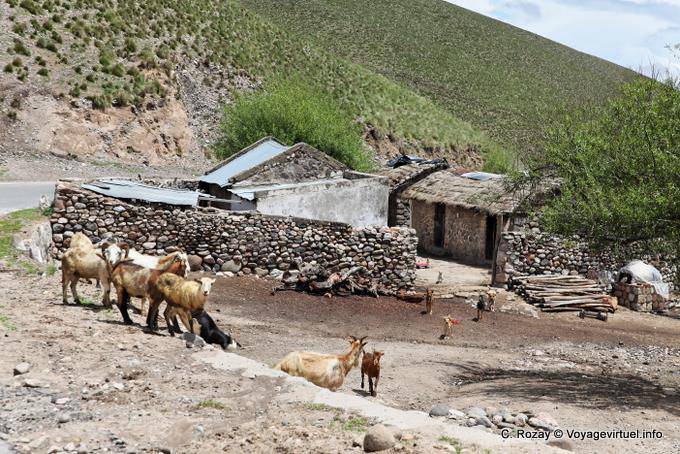 Granja de la montaña, cabras y ovejas, El Infiernillo, Ruta 307, Tafi del Valle - Argentina
