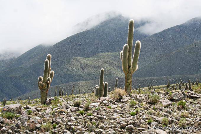 Dedos Cactus, El Infiernillo, Ruta 307, Tafi del Valle - Argentina