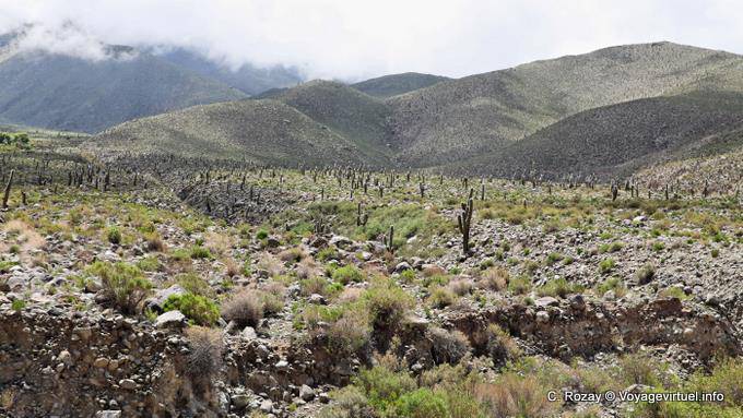 Vegetación a 3000m, El Infiernillo, Ruta 307, Tafi del Valle - Argentina