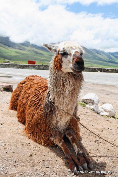 Zen Lama recubierto El Infernillo, Ruta 307, Tafi del Valle - Argentina