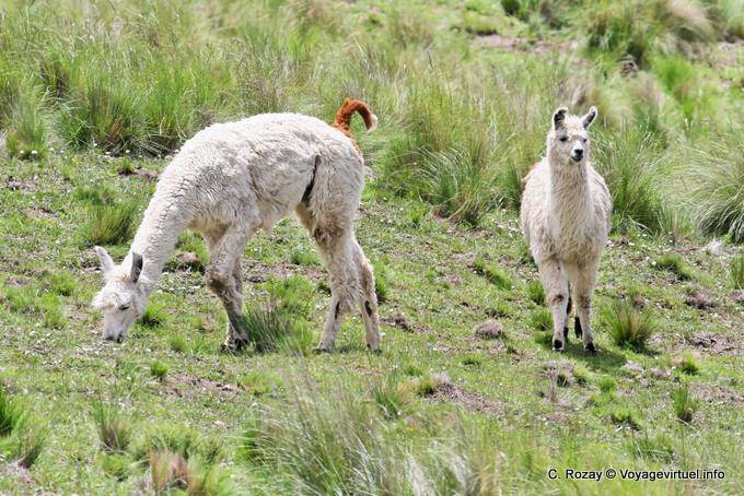 Llamas blancas Jóvenes, El Infiernillo, Ruta 307, Tafi del Valle - Argentina