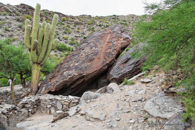 Roca se derrumbó bajo un cactus candelabro, ruinas de Quilmes - Argentina