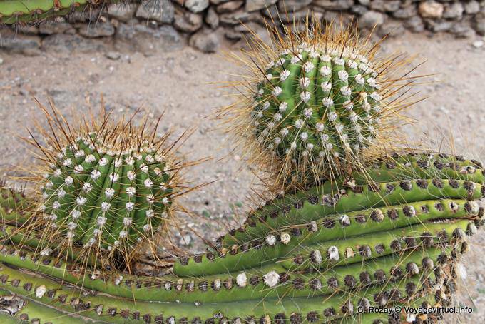 Bolas de punta Cactaceae, cactus, ruinas de Quilmes - Argentina