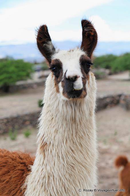 Retrato de un lama glama, Quilmes Ruinas - Argentina