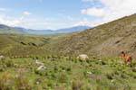 Panorama del valle y Lama El Infernillo, Ruta 307, Tafi del Valle, Argentina.